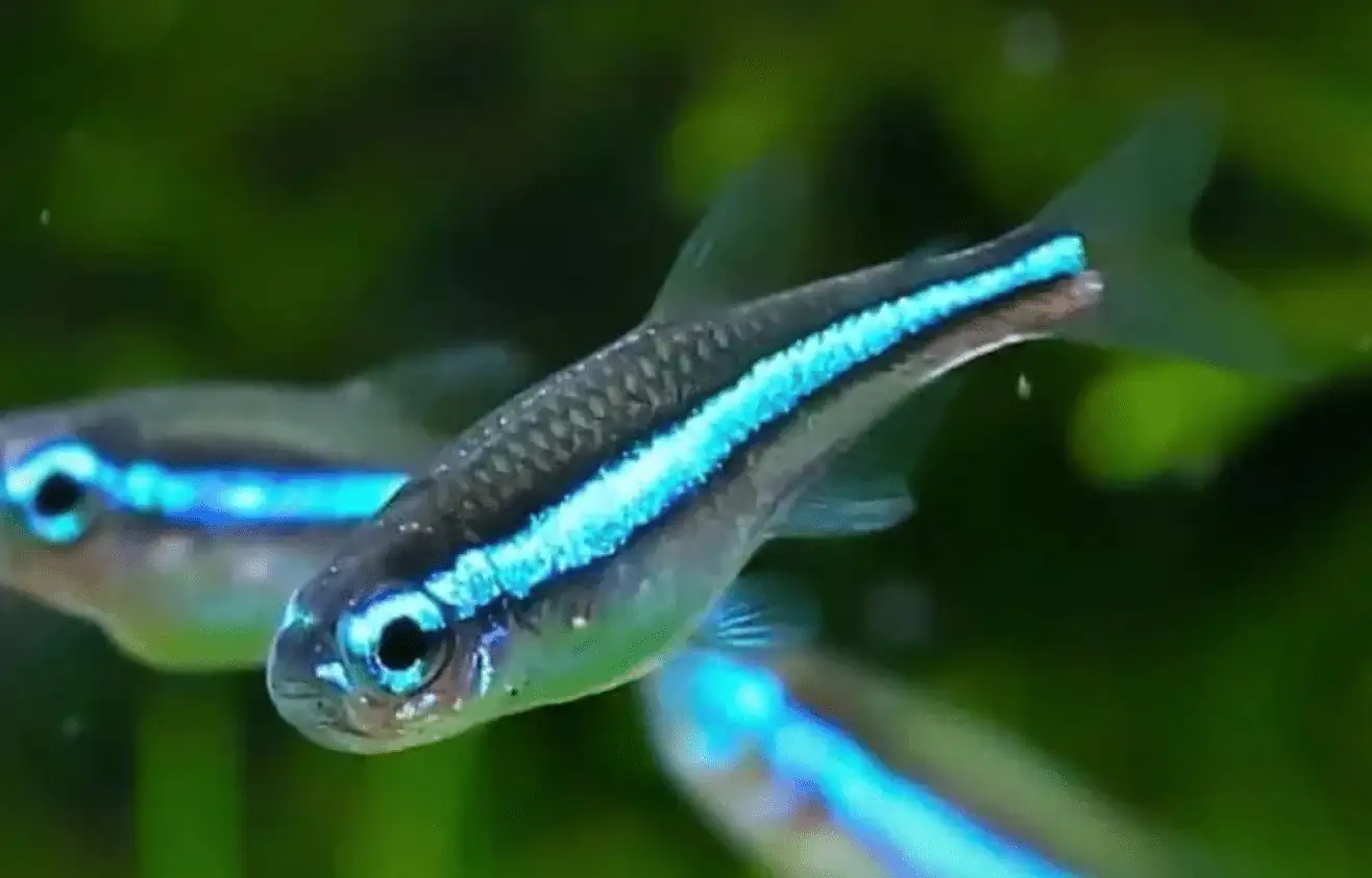 Blue Tetra